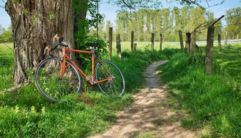 Das Bild zeigt ein an einem Baum angelehntes Fahrrad.