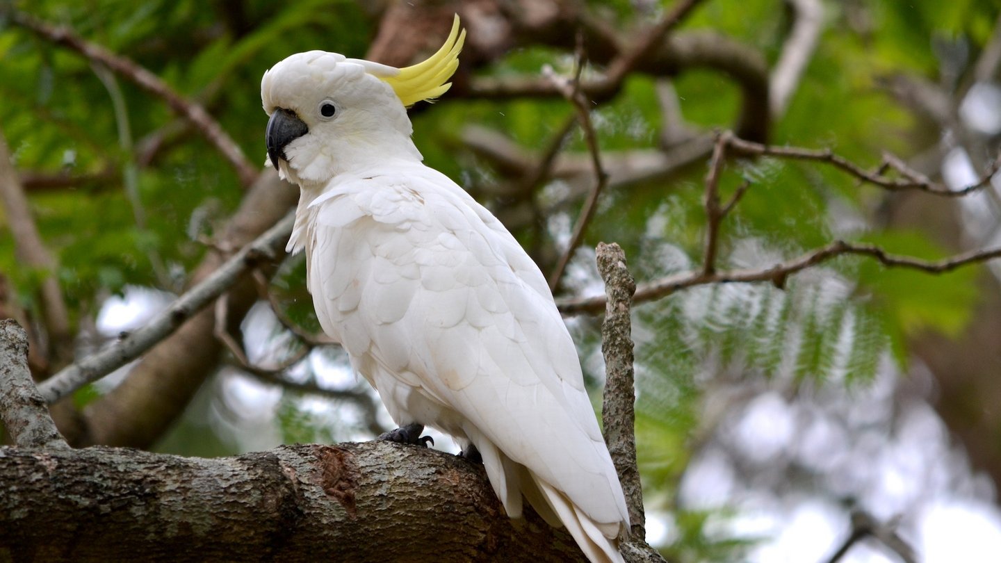 Das Bild zeigt einen weißen Kakadu.