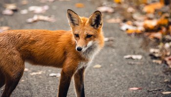 Das Bild zeigt einen roten Fuchs.