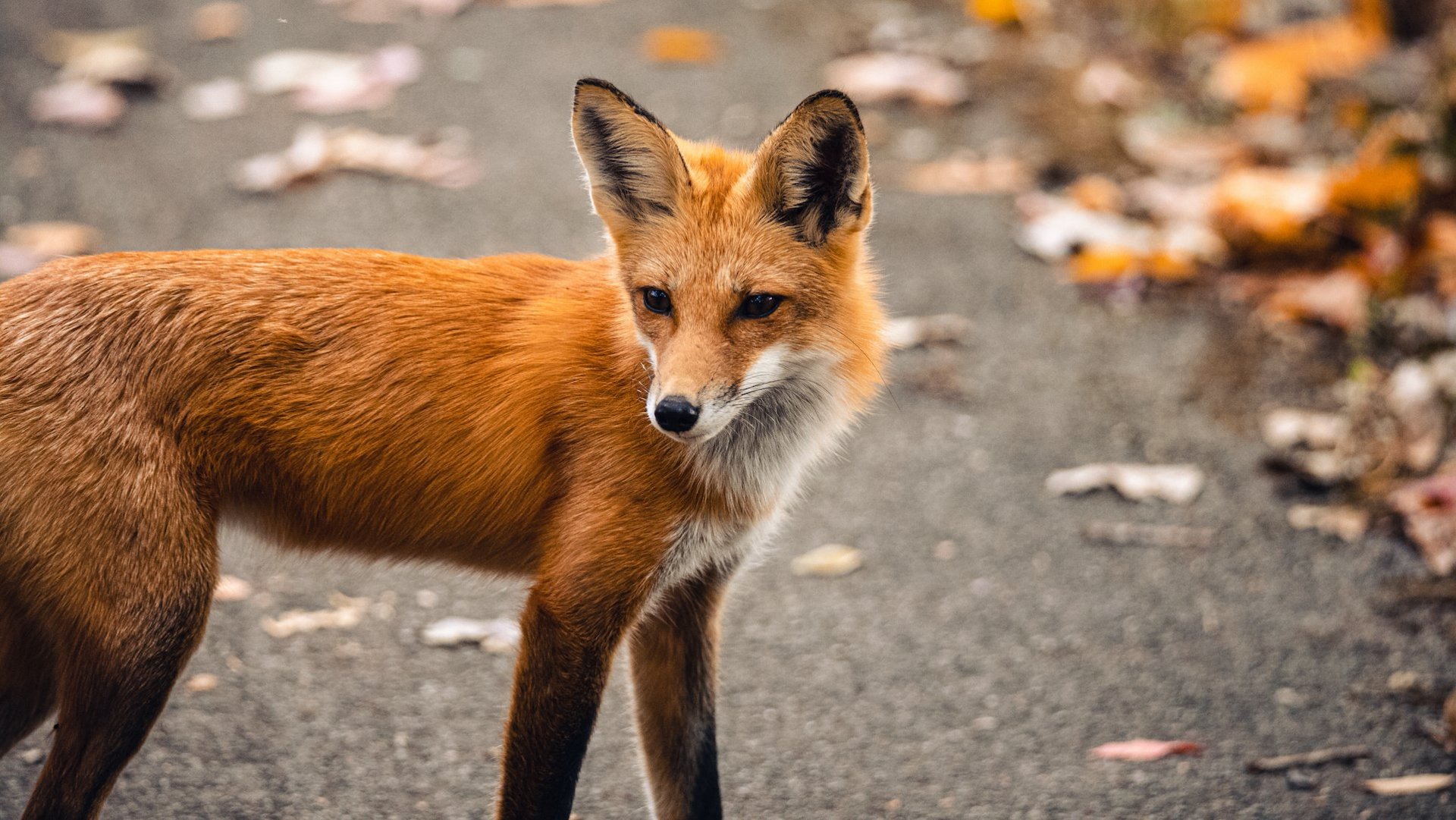 Das Bild zeigt einen roten Fuchs.