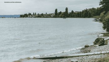 Eine große Schar Vögel, die auf dem Bodensee schwimmen, im Hintergrund sind Berge zu sehen. 