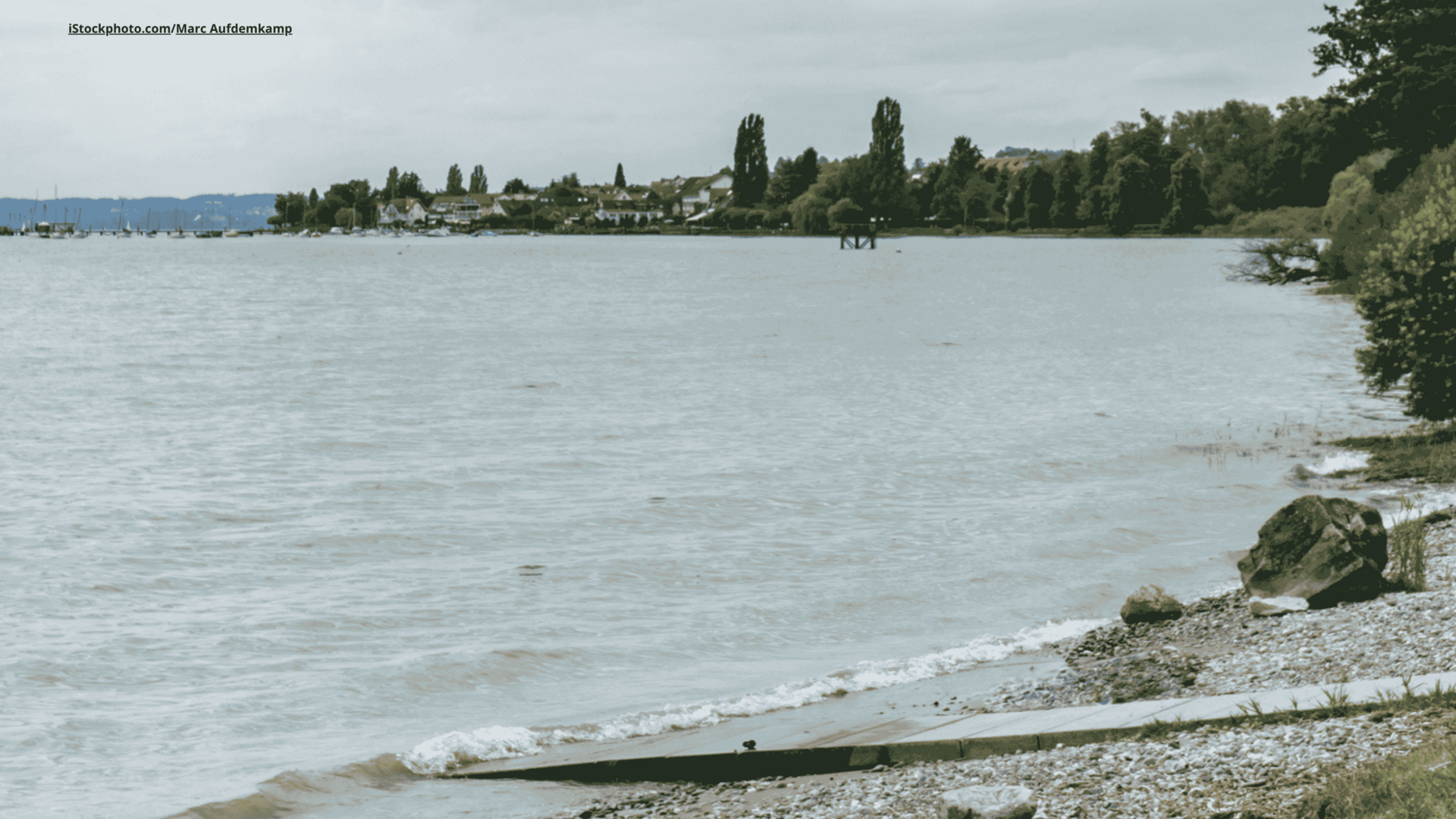 Eine große Schar Vögel, die auf dem Bodensee schwimmen, im Hintergrund sind Berge zu sehen. 