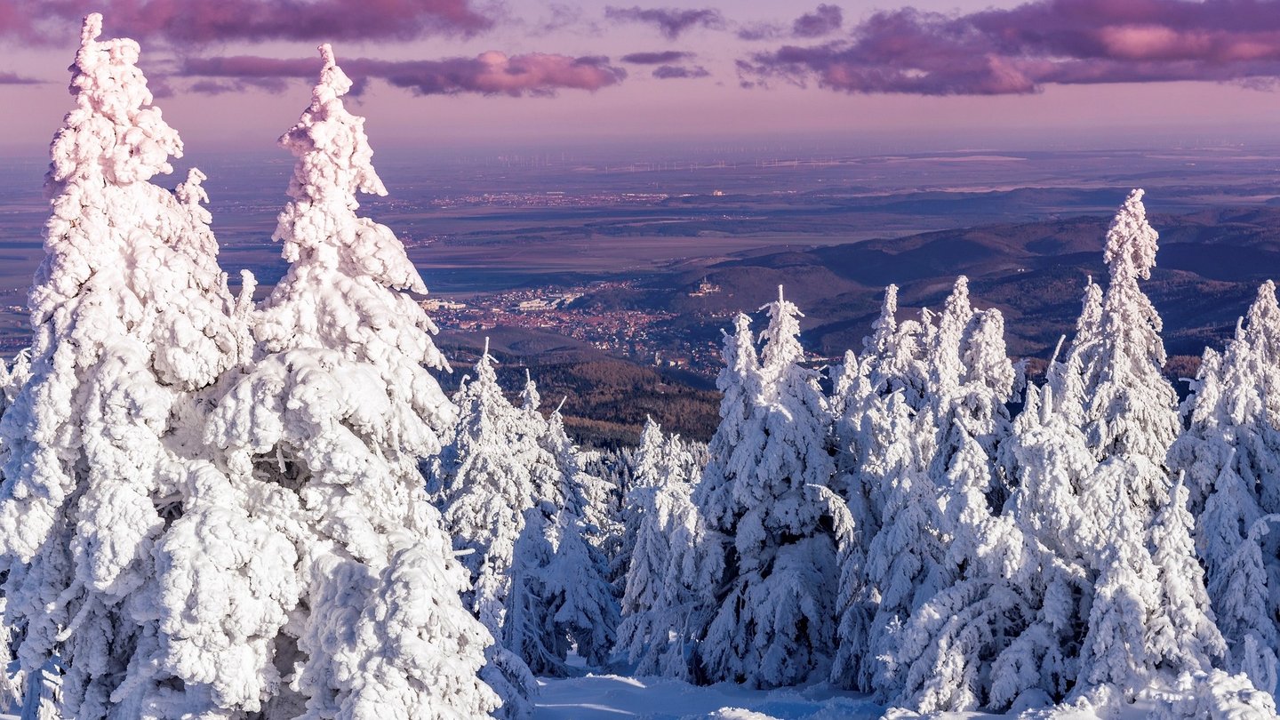 Harz im Winter mit verschneiten Tannen.