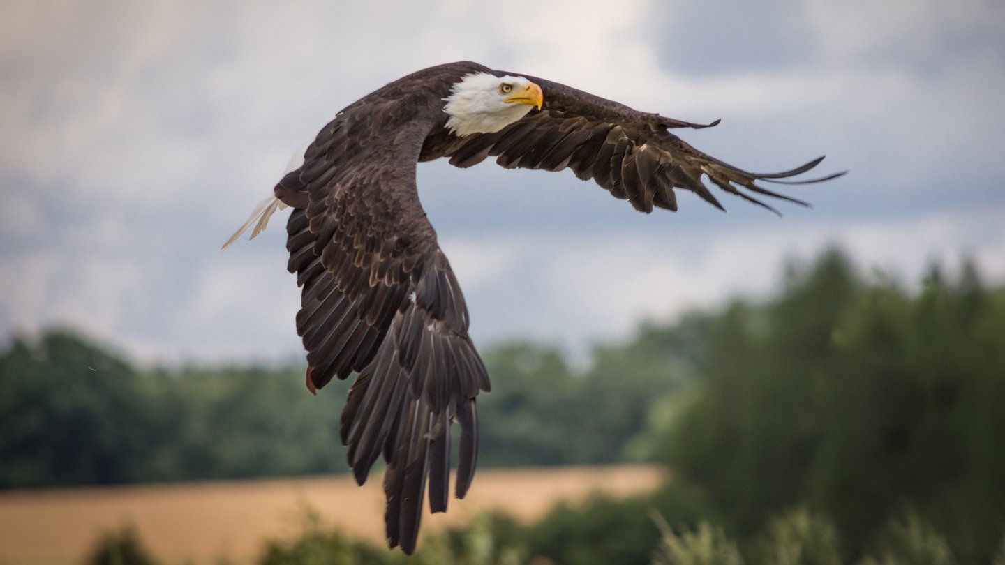 Das Bild zeigt einen Seeadler beim Fliegen.