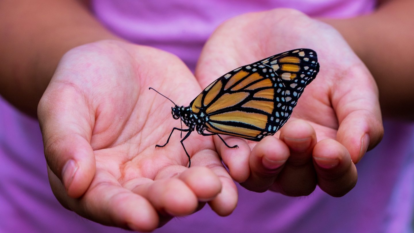 Das Foto zeigt einen Schmetterling auf den Händen einer Person.