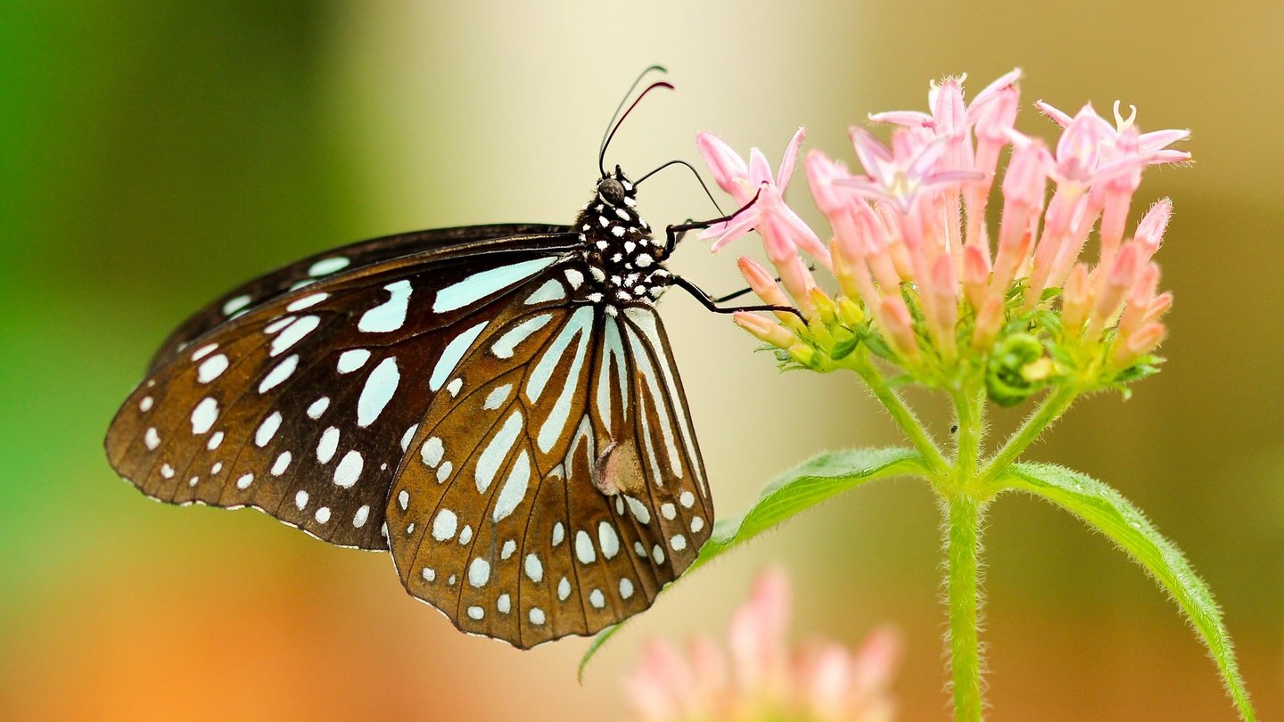 Das Foto zeigt einen Schmetterling auf einer Blume.