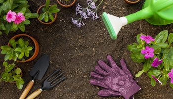 Das Foto Zeigt, kleine Pflanzen eine grüne Gießkanne, lila Gartenhandschuhe und Gartenequipment auf einen Boden. 