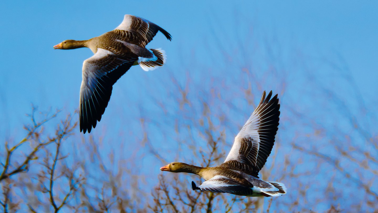 Auf diesem Bild sieht man zwei Wildgänse im Flug.