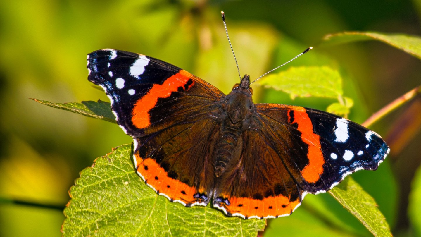Das Foto zeigt einen Admiral-Schmetterling in Nahaufnahme.