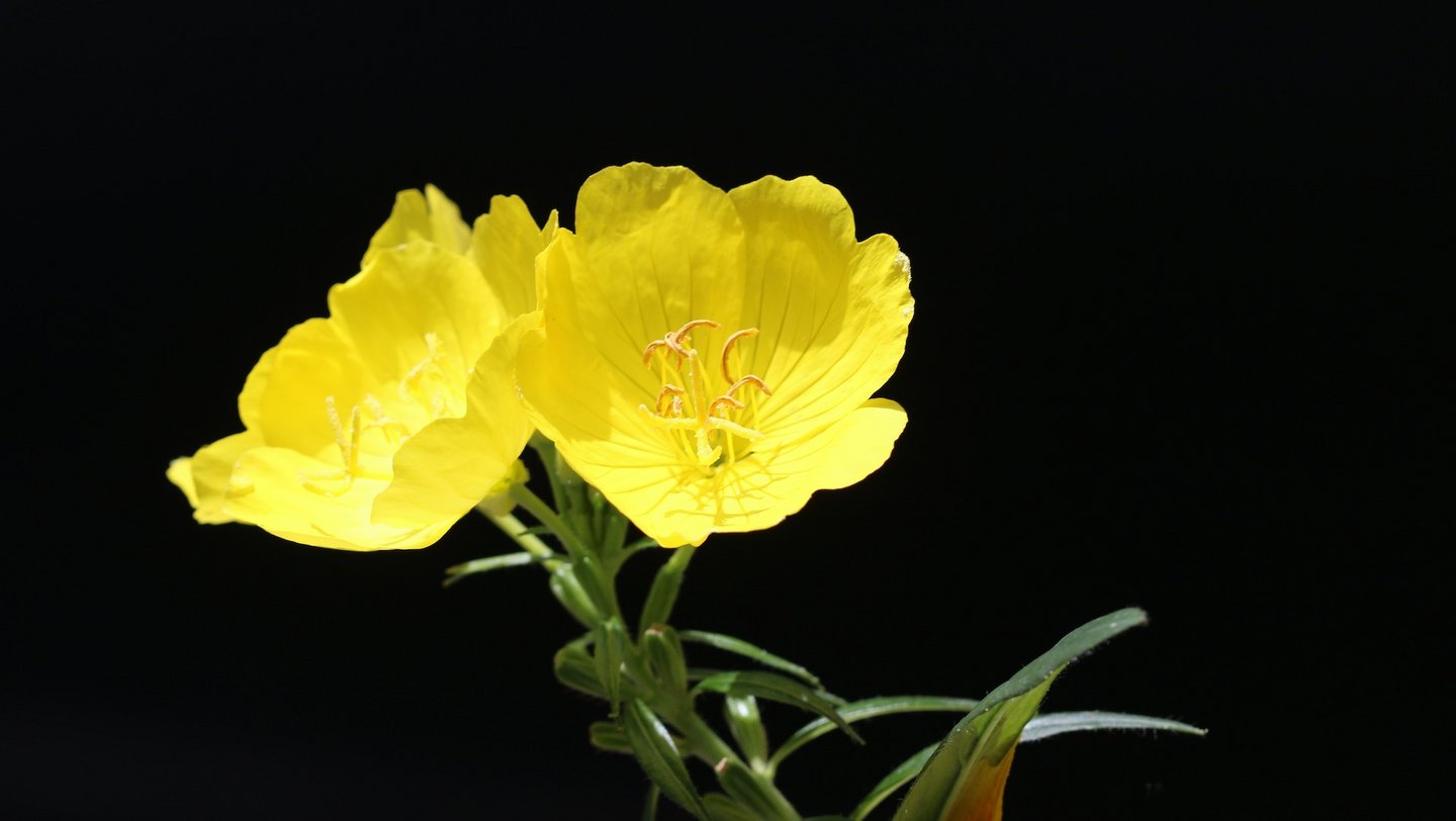 Das Bild zeigt die gelben Blüten der Nachtkerze.