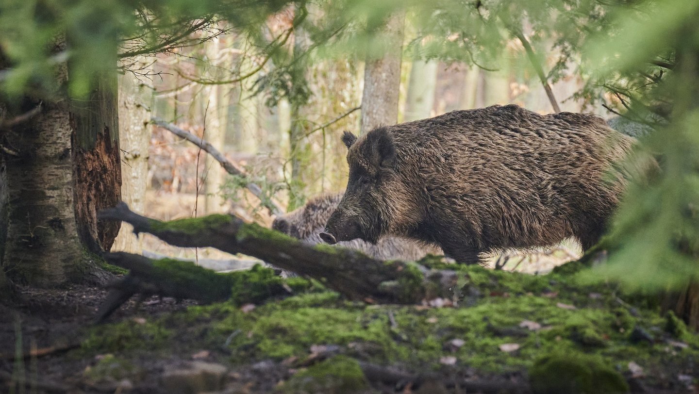 Das Bild zeigt ein Wildschwein im Wald.