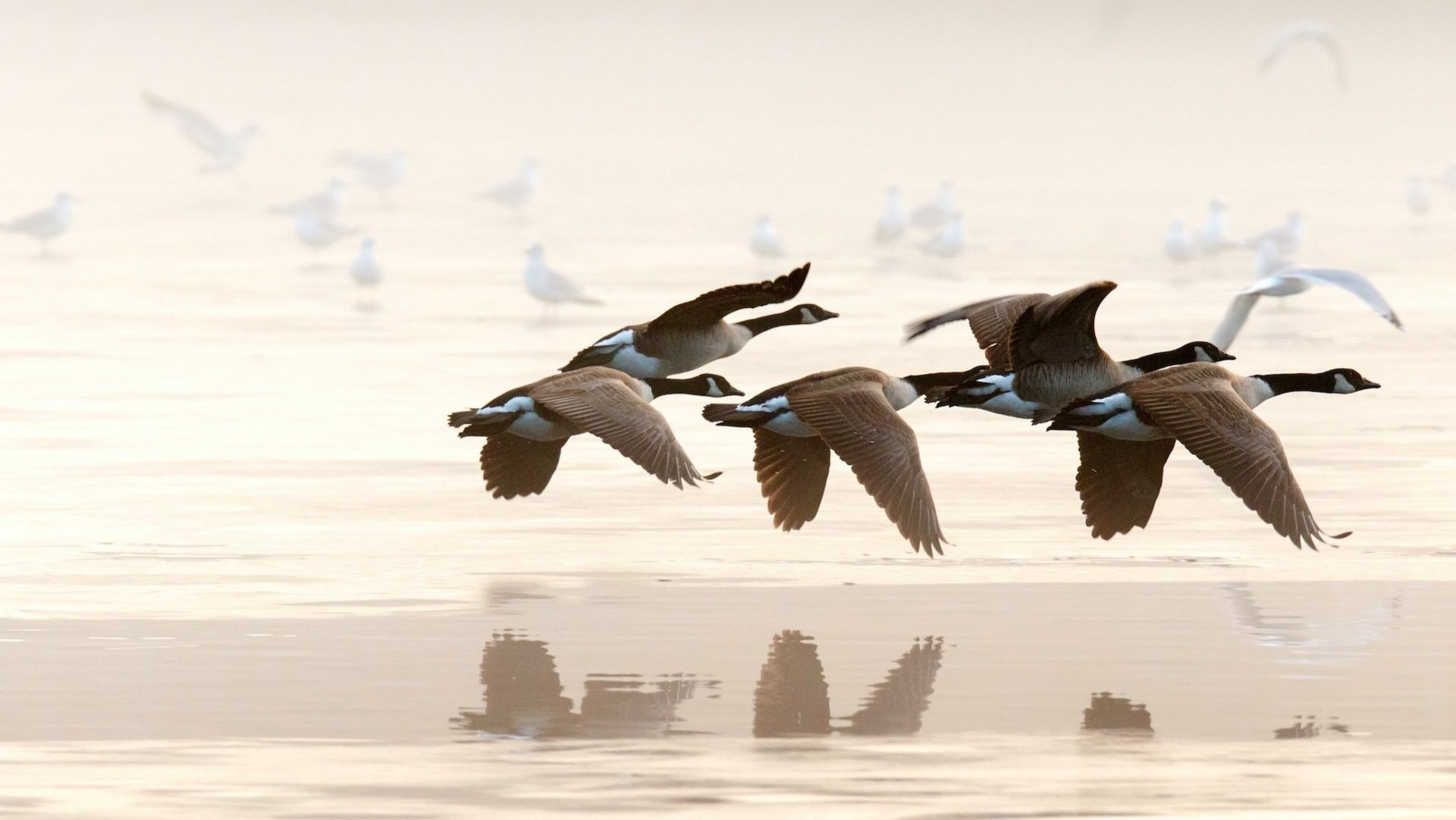 Das Bild zeigt Wildgänse bei ihrem Flug über ein Gewässer.