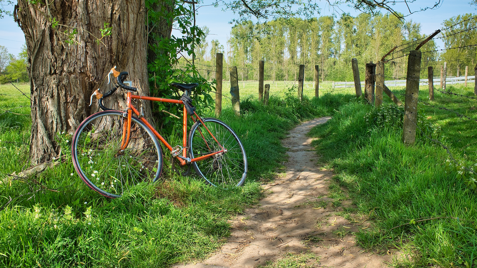 Das Bild zeigt ein an einem Baum angelehntes Fahrrad.