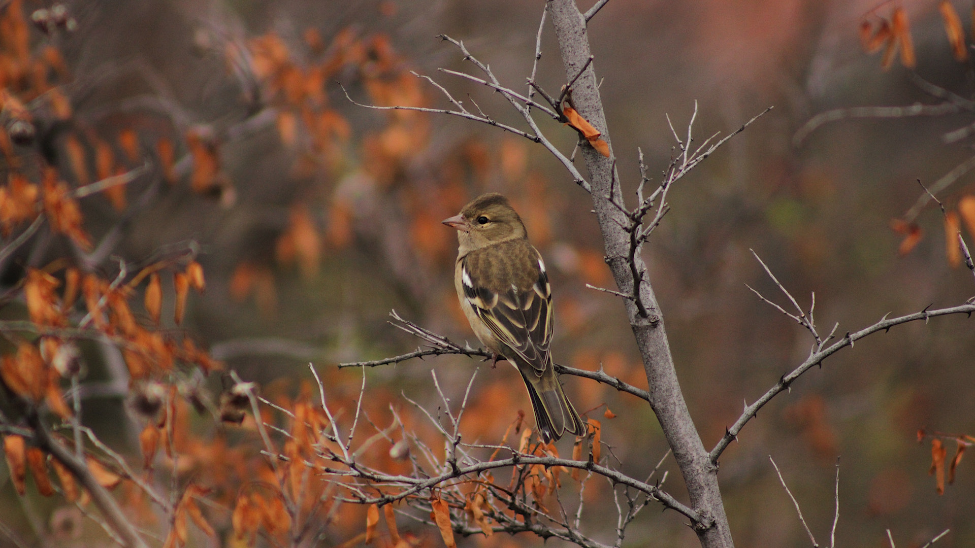 Das Foto zeigt einen Vogel im Herbst.