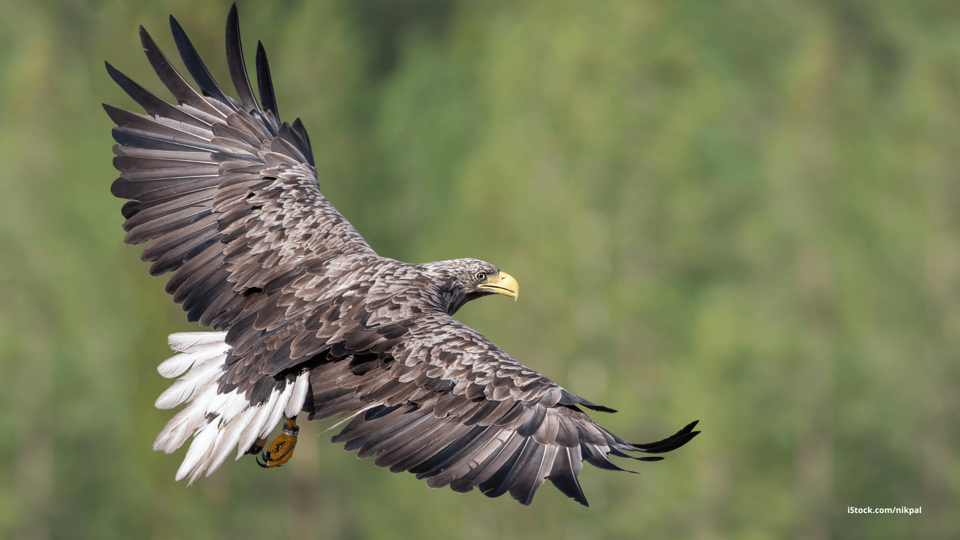 Das Foto zeigt einen Seeadler im Flug vor einem grünen Hintergrund.
