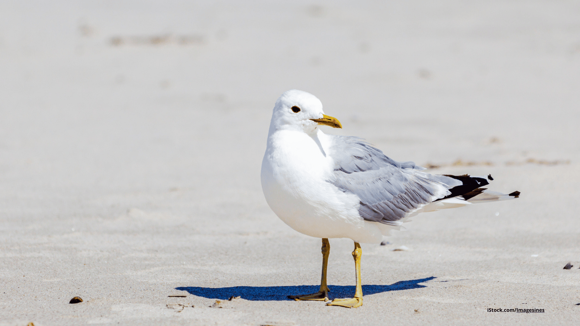 Das Foto zeigt eine Sturmmöwe am Strand.