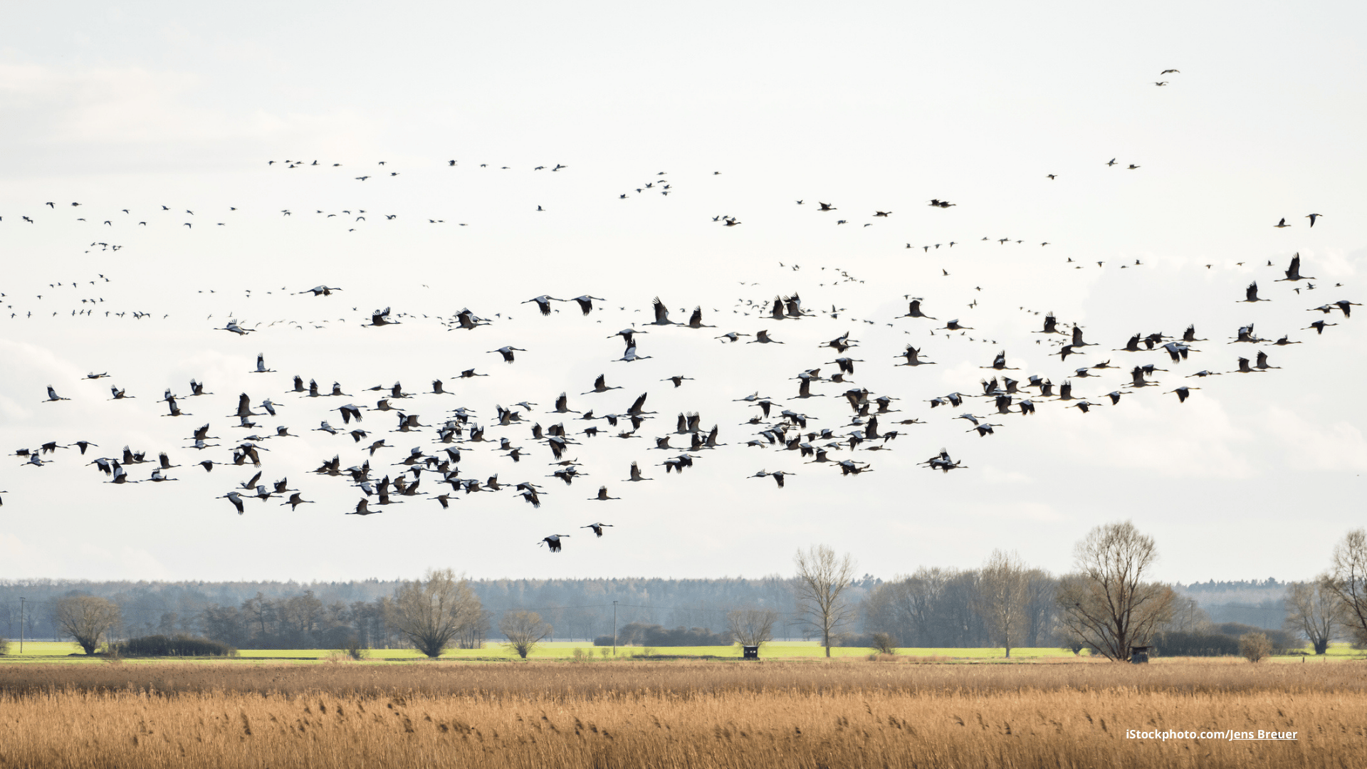 Das Foto zeigt einen Kranichschwarm, der über ein Feuchtgebiet fliegt.