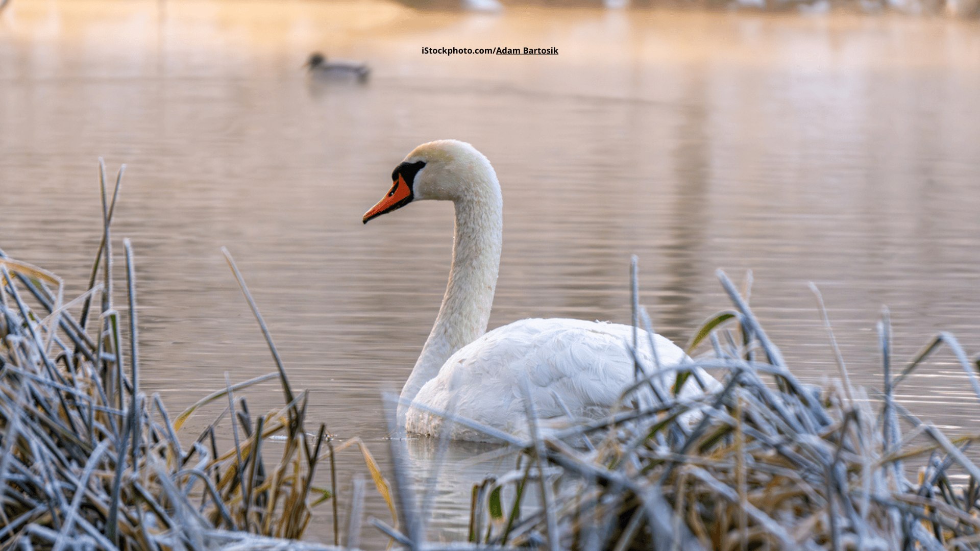 Das Foto zeigt einen Schwan am Ufer eines Sees schwimmend vor frostigem Schilf.