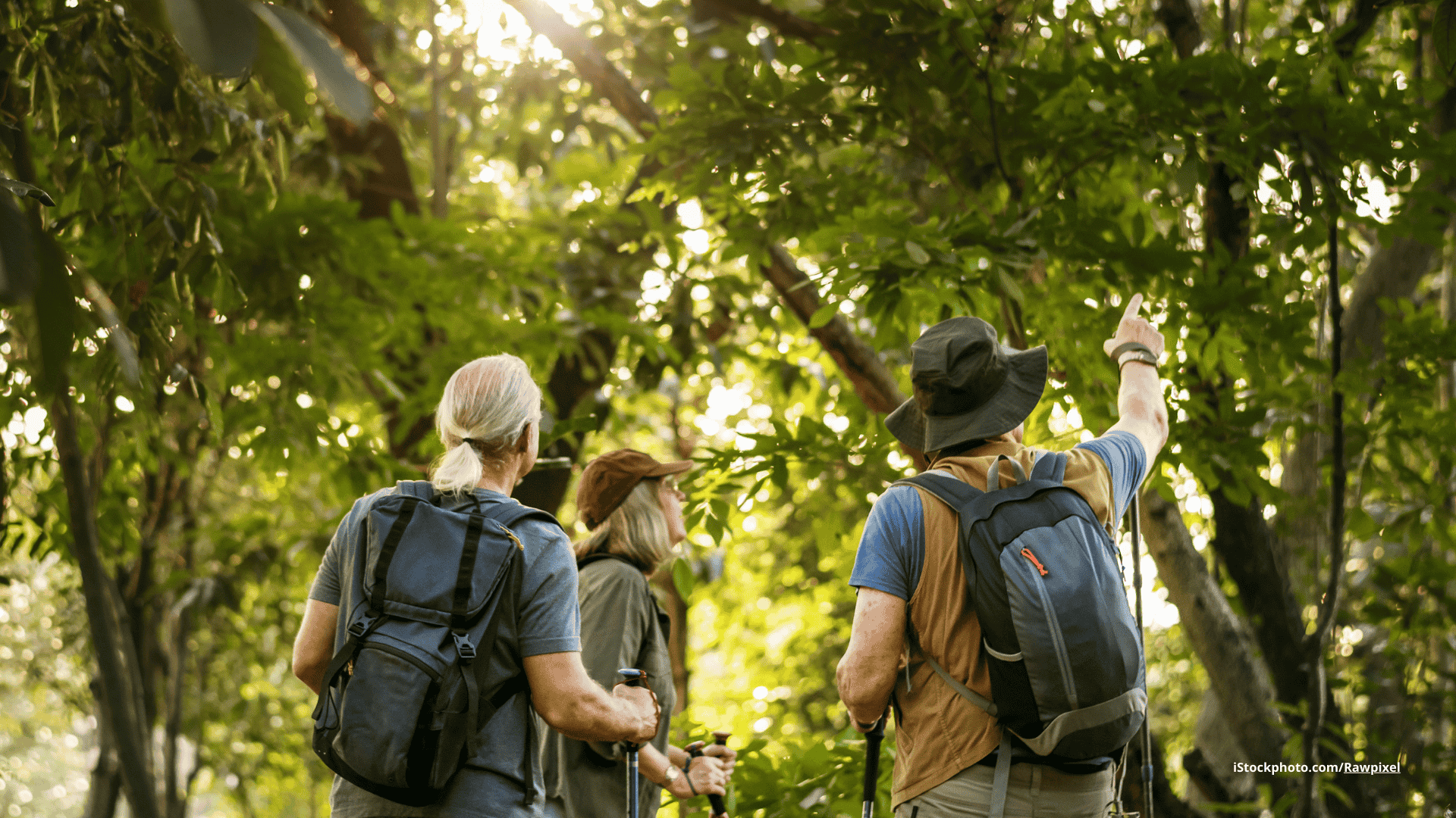 Das Foto zeigt drei Wanderer, die in Baumkronen schauen.