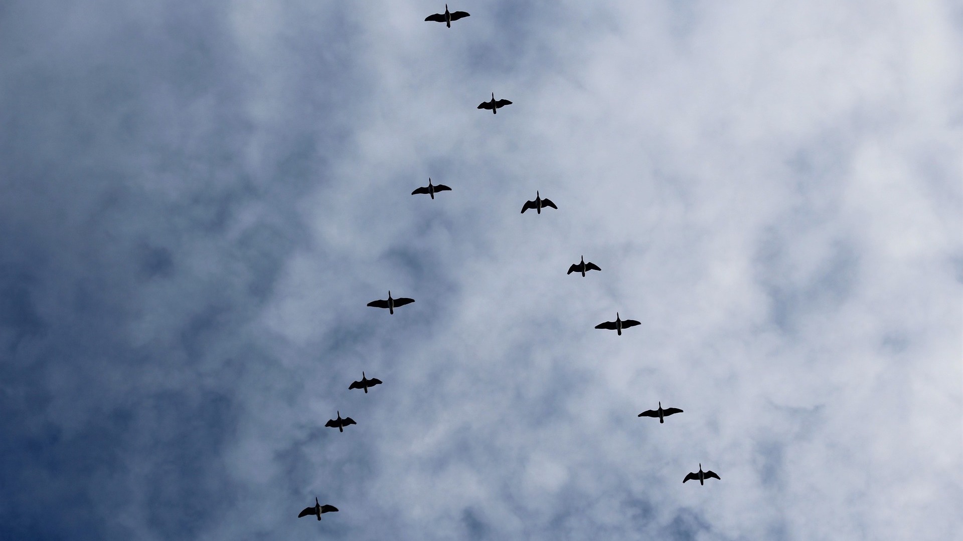 Silhouetten von Vögeln in V-Formation fliegen während des Vogelzugs hoch am bewölkten Himmel.